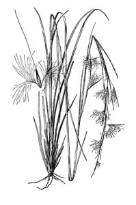 Broomsedge / Andropogon virginicus